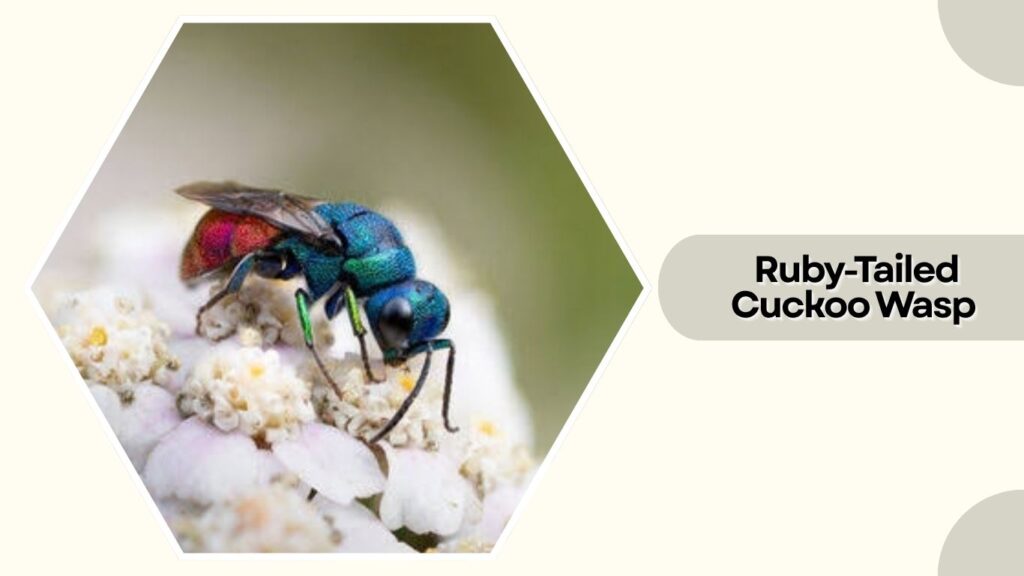  Ruby-Tailed Cuckoo Wasp