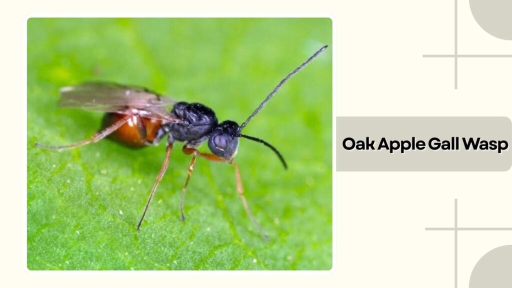 Oak Apple Gall Wasp