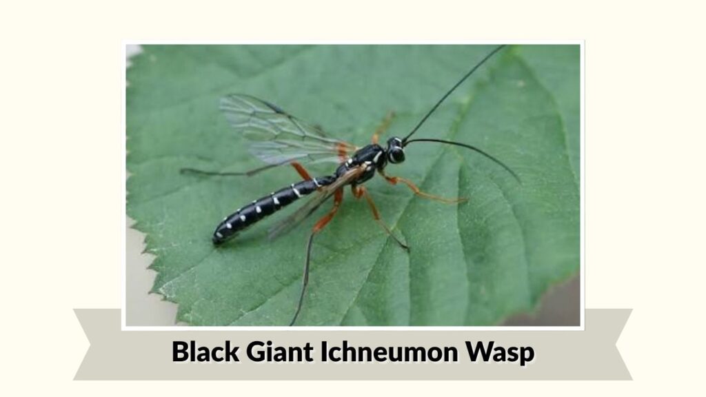 . Black Giant Ichneumon Wasp