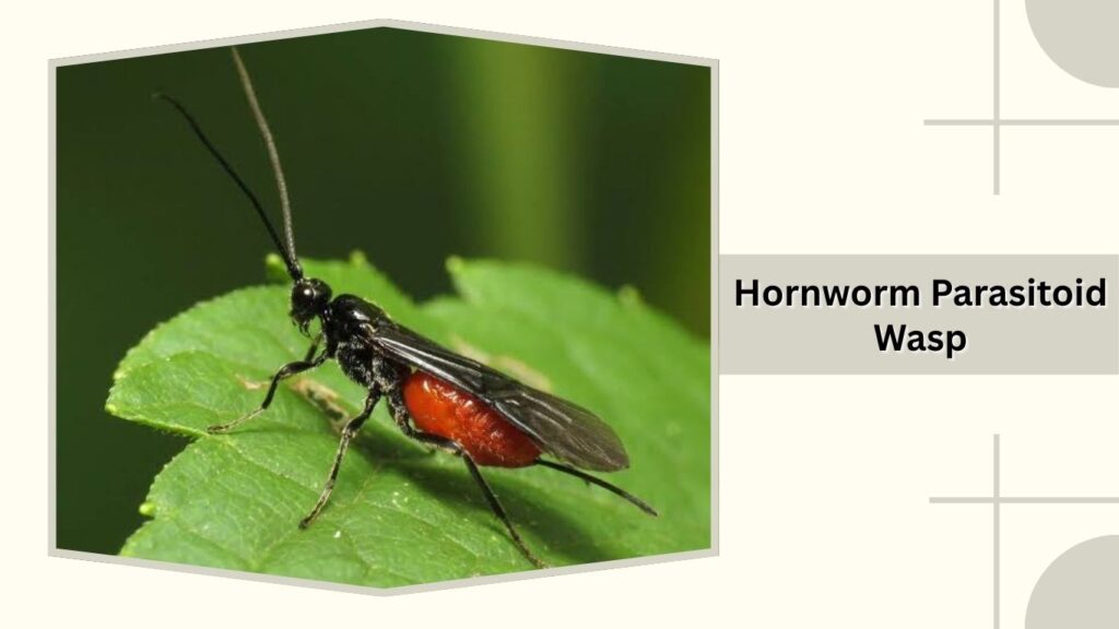 Hornworm Parasitoid Wasp