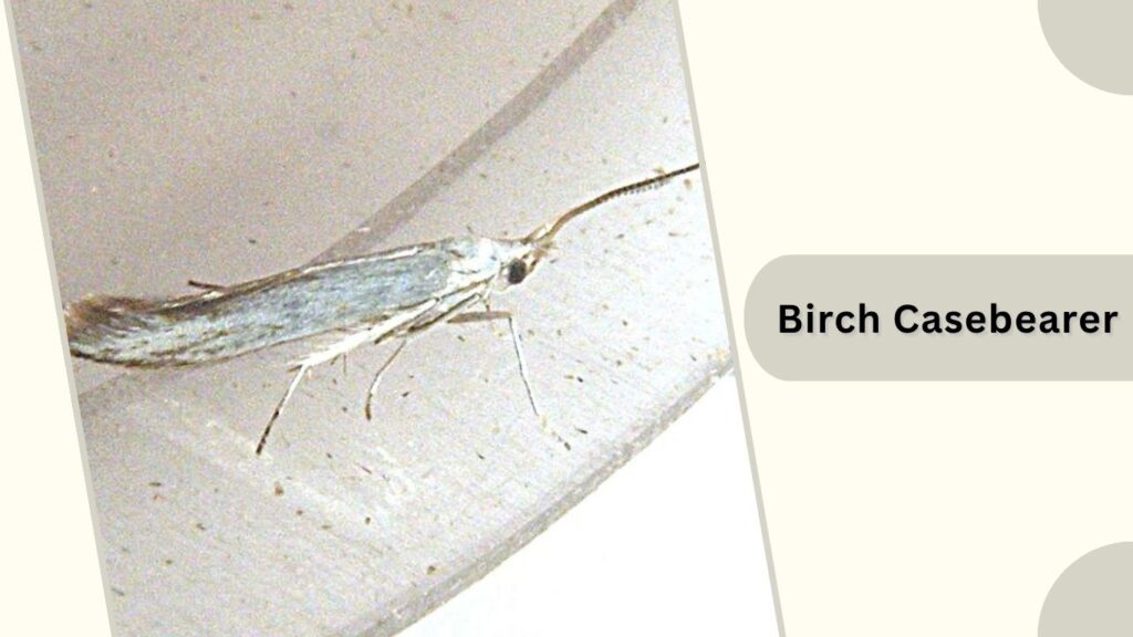  Birch Casebearer