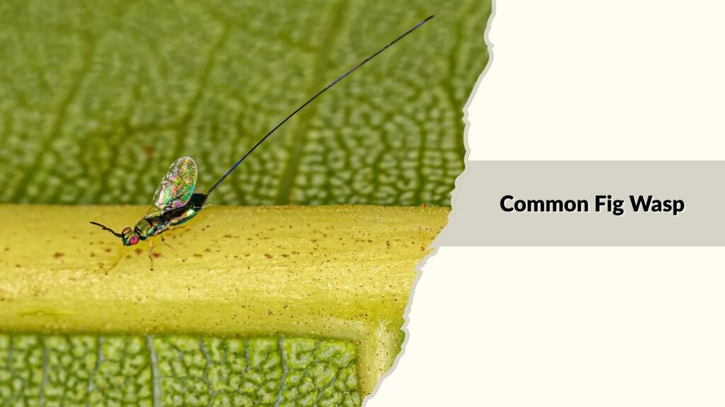 Common Fig Wasp
