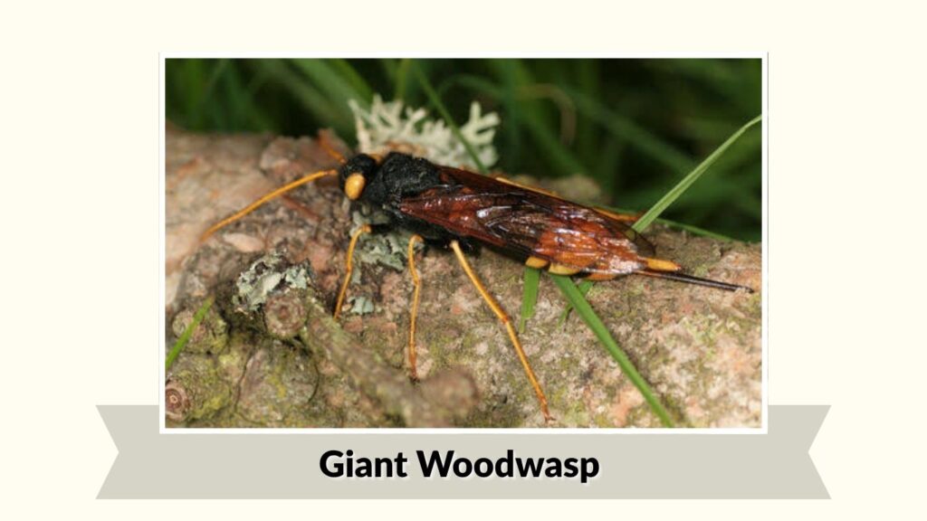 Giant Woodwasp
