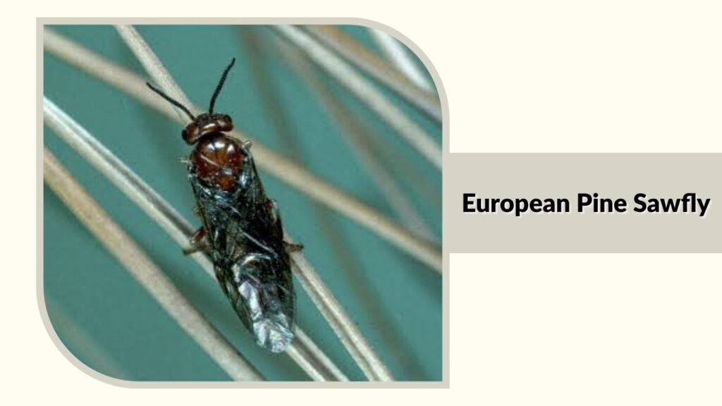  European Pine Sawfly (Neodiprion sertifer)