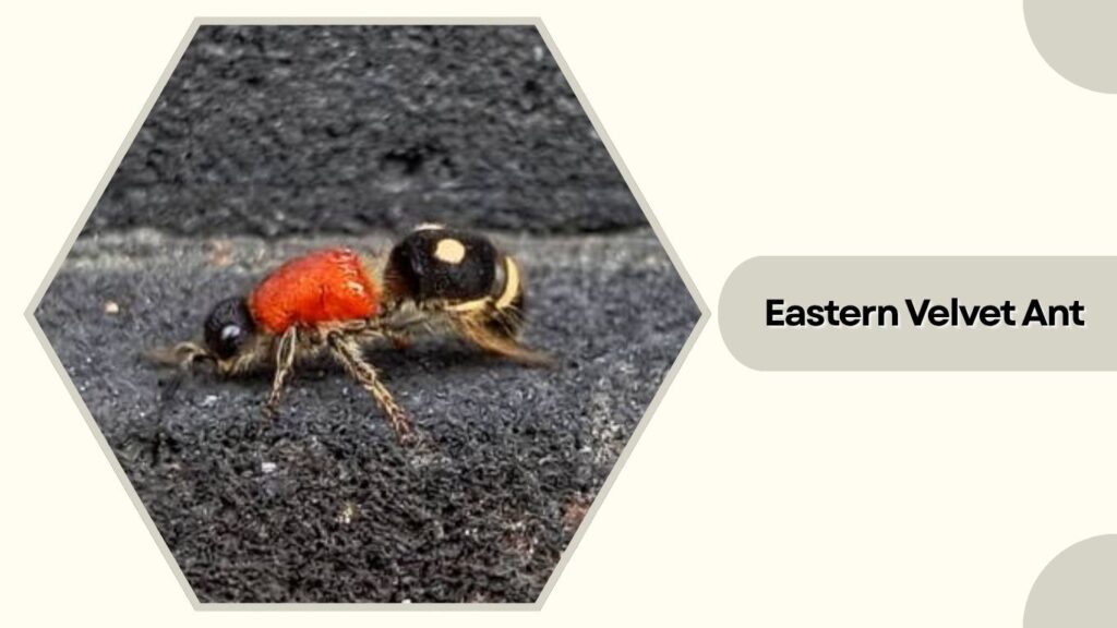 Eastern Velvet Ant