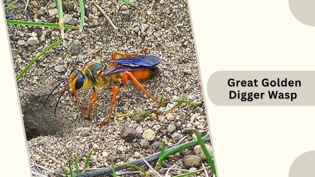 Great Golden Digger Wasp