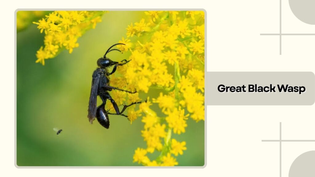 Great Black Wasp