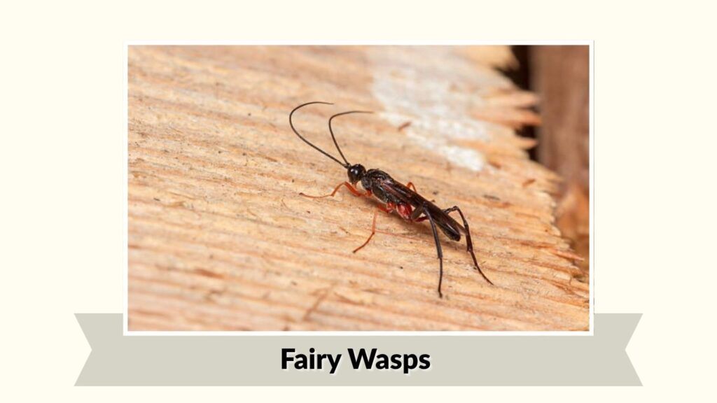 Fairy Wasps