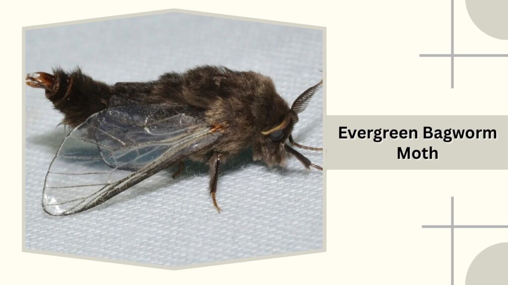 Evergreen Bagworm Moth