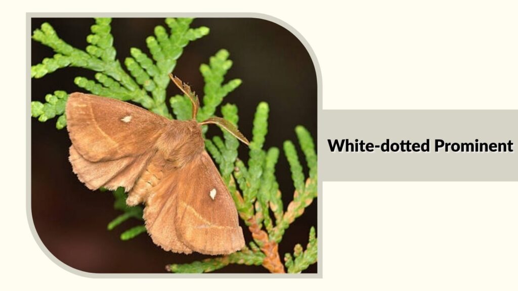 White-dotted Prominent
