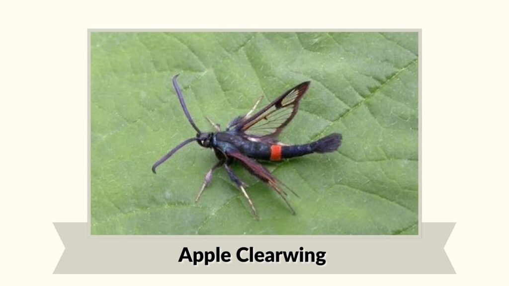 Apple Clearwing