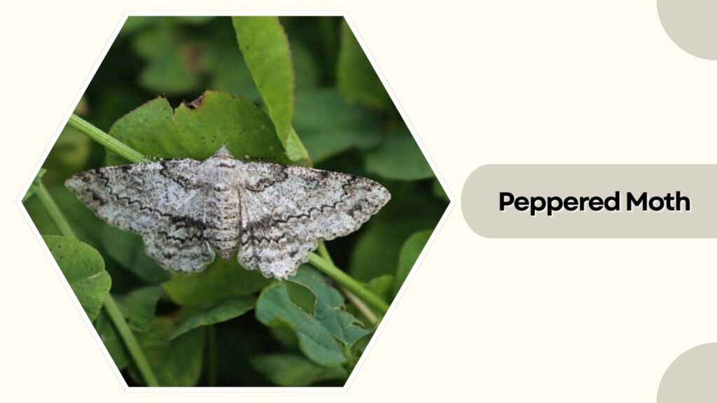 Peppered Moth
