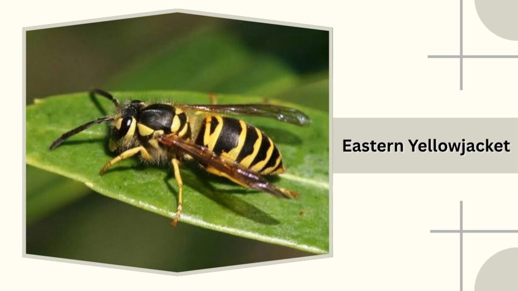 Eastern Yellowjacket