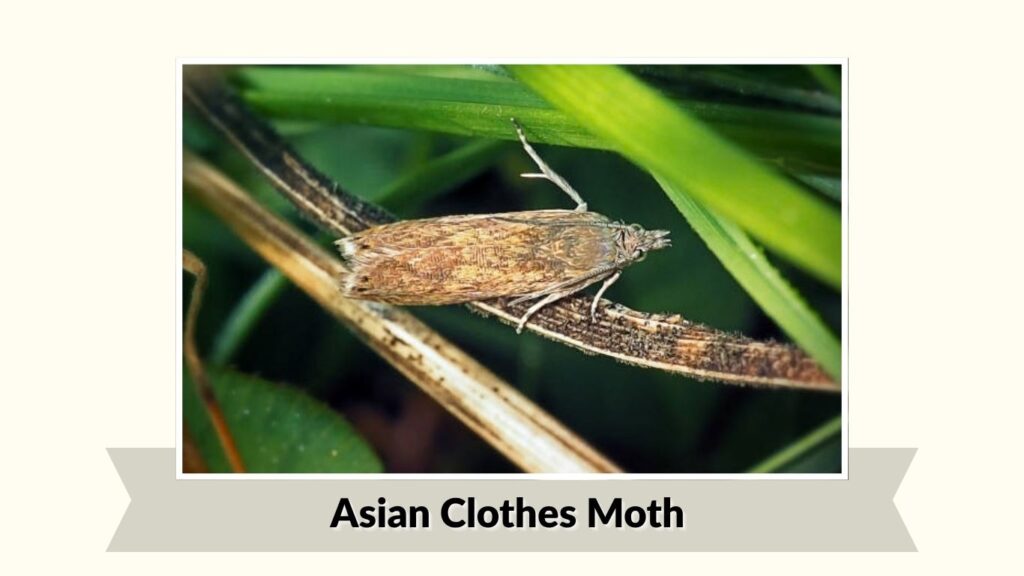 Asian Clothes Moth