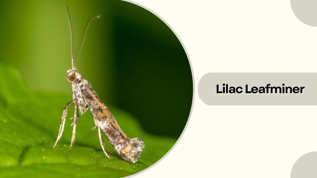  Lilac Leafminer