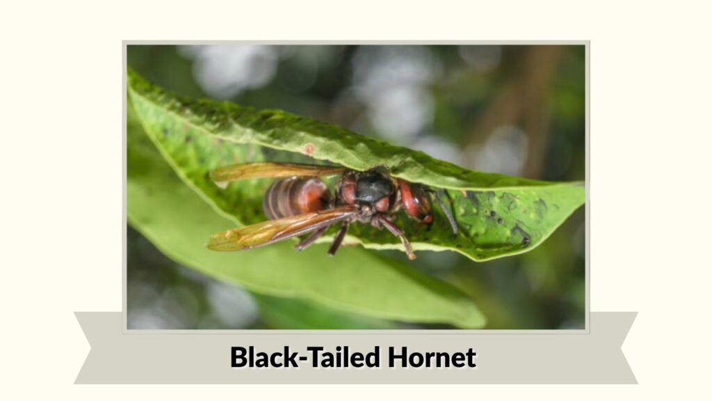 Black-Tailed Hornet