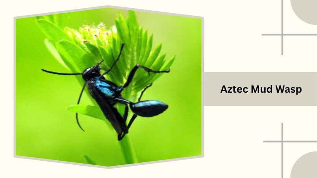Aztec Mud Wasp