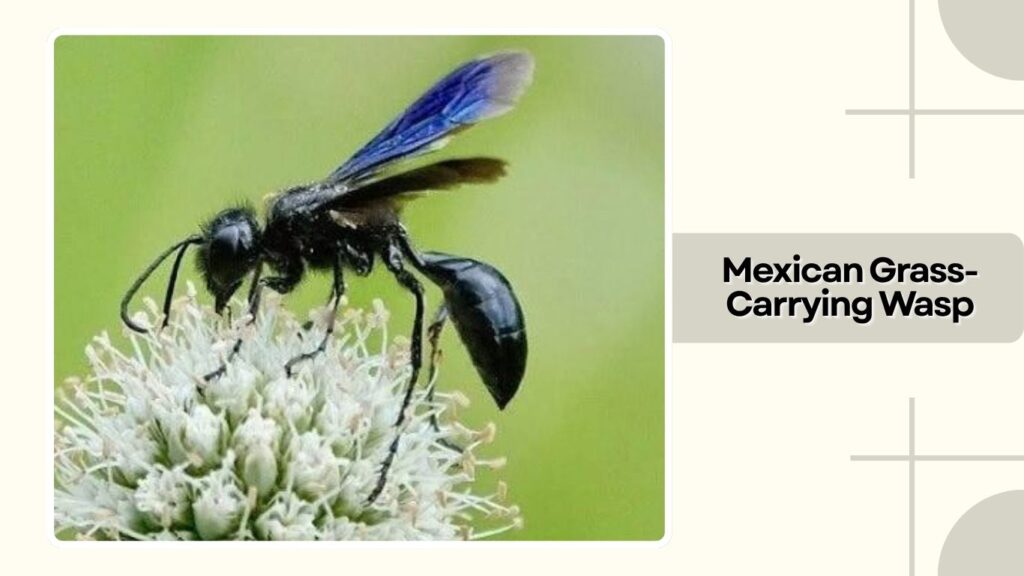 Mexican Grass-Carrying Wasp 