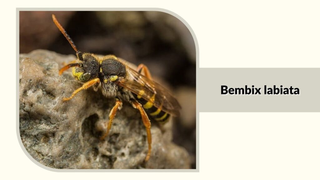 Bembix labiata
