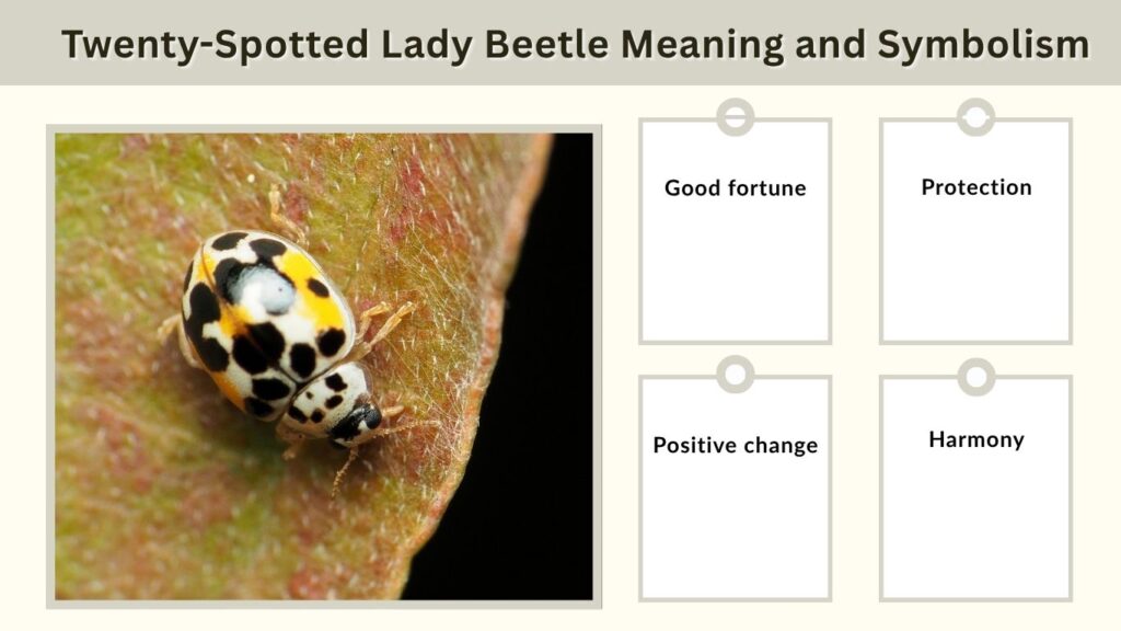 Twenty-Spotted Lady Beetle Meaning and Symbolism