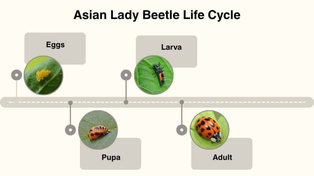 Asian Lady Beetle Life Cycle