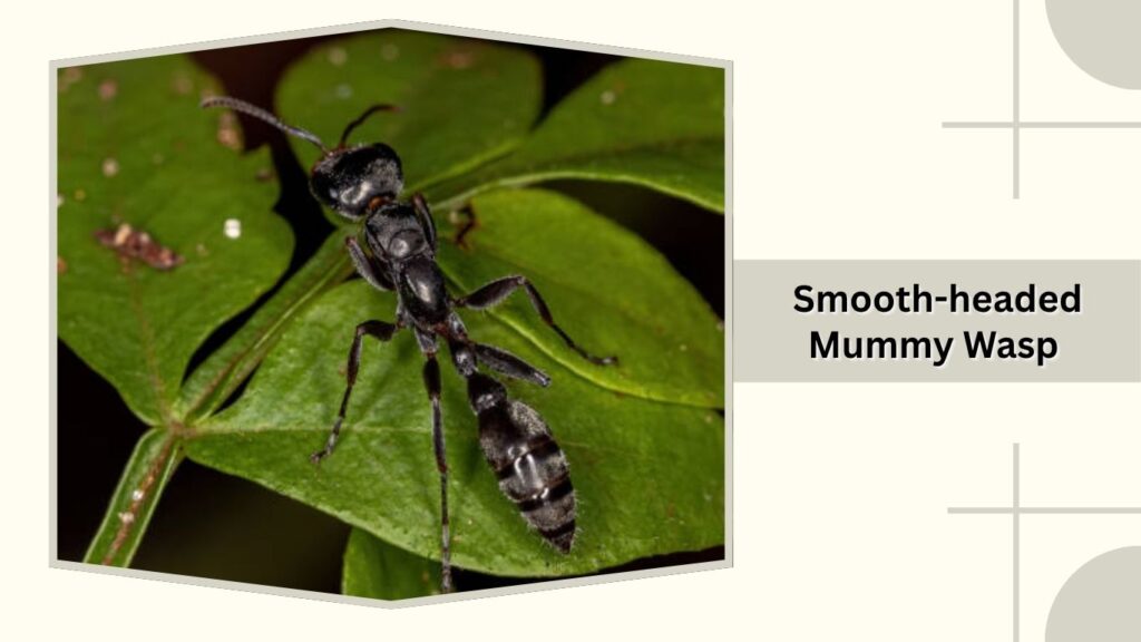 Smooth-headed Mummy Wasp