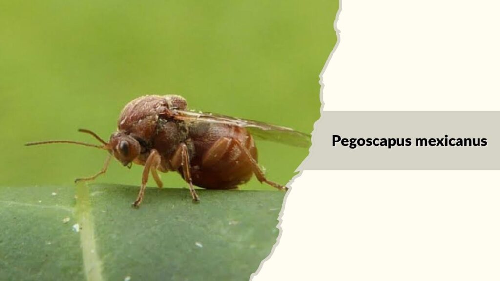 Pegoscapus mexicanus