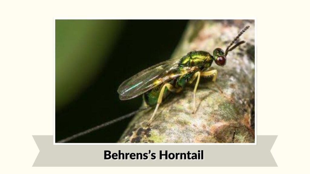 Behrens's Horntail