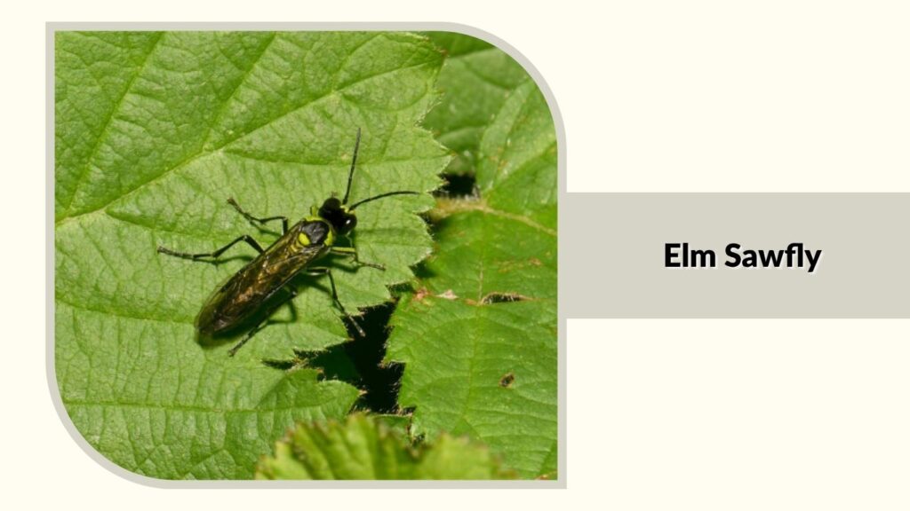  Elm Sawfly
