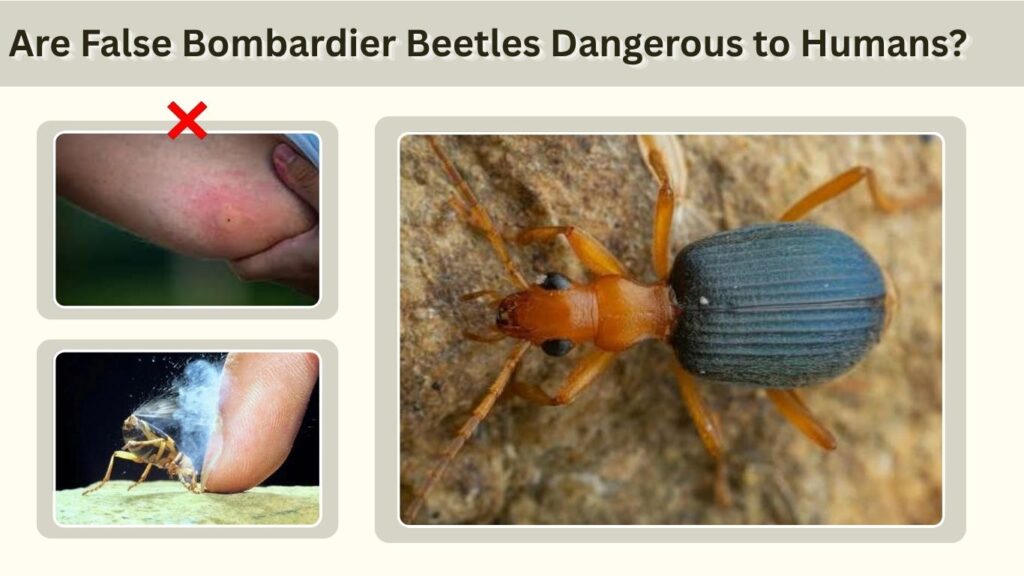 Are False Bombardier Beetles Dangerous to Humans?