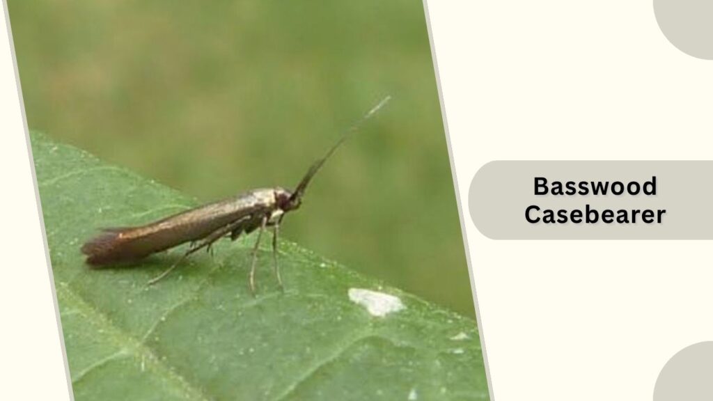 Basswood Casebearer