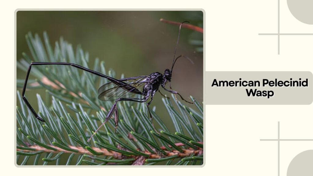 American Pelecinid Wasp