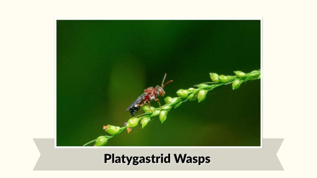 Platygastrid Wasps