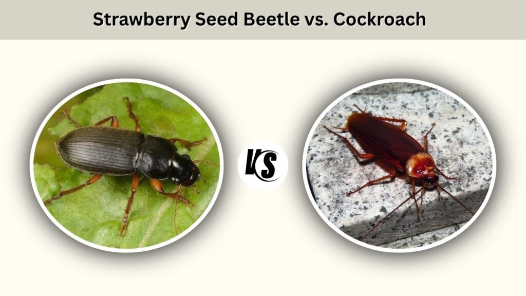 Strawberry Seed Beetle vs. Cockroach