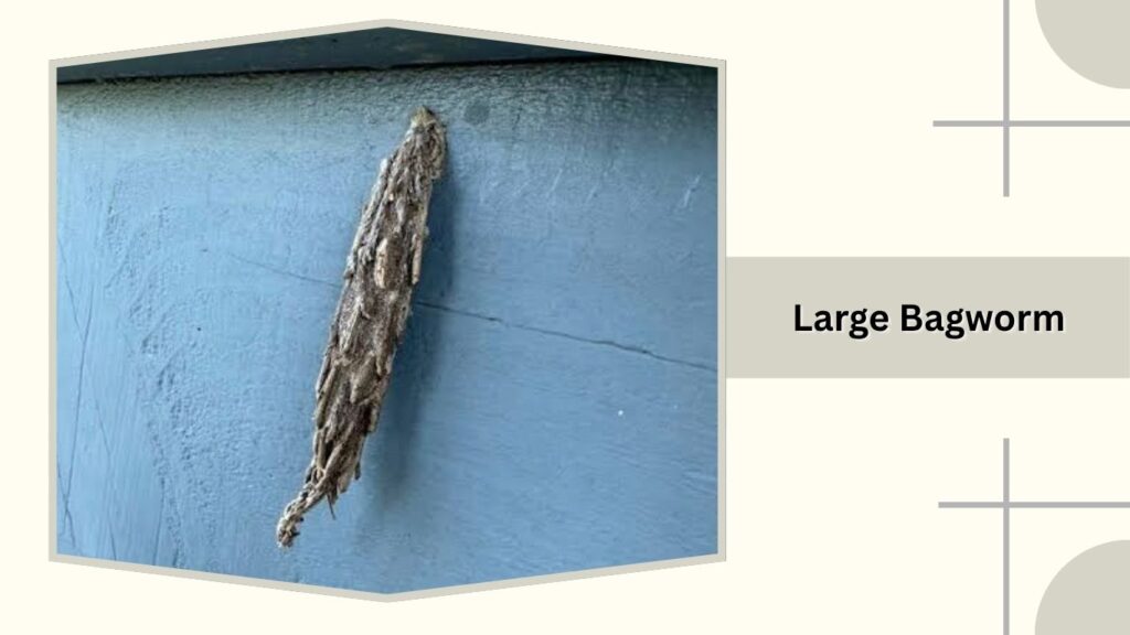 Large Bagworm