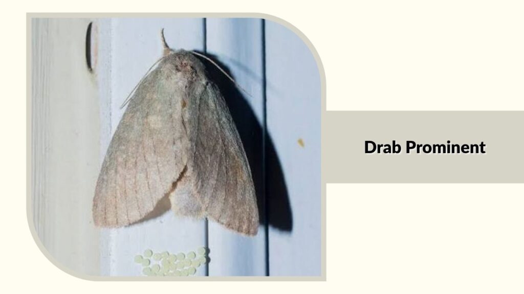 Drab Prominent