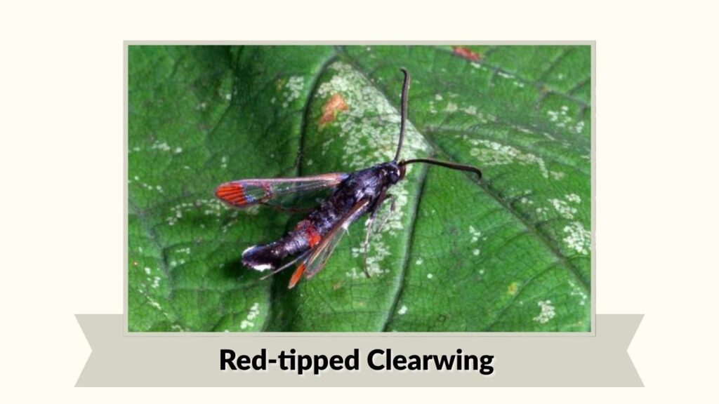 Red-tipped Clearwing
