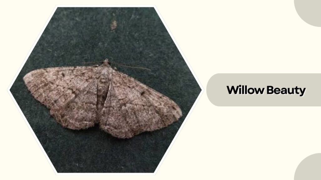 Willow Beauty