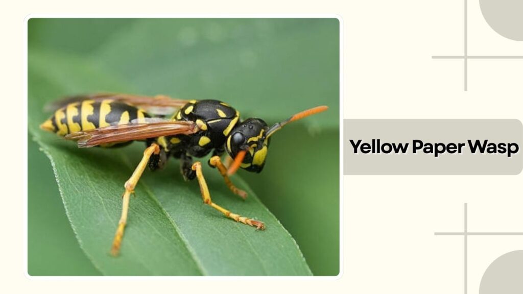  Yellow Paper Wasp