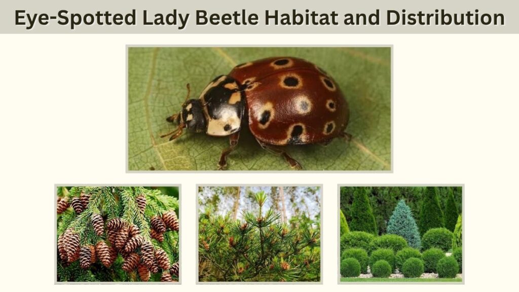 Eye-Spotted Lady Beetle Habitat and Distribution