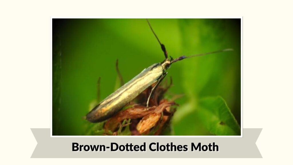 Brown-Dotted Clothes Moth