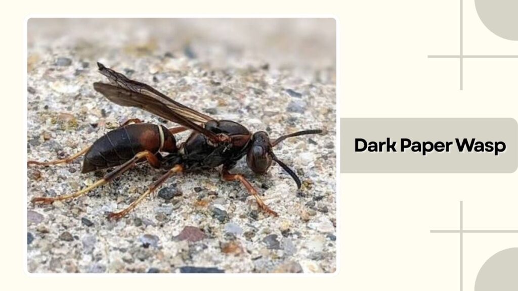 Dark Paper Wasp