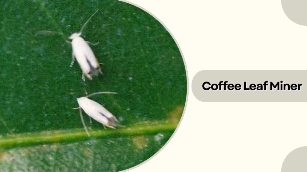Coffee Leaf Miner
