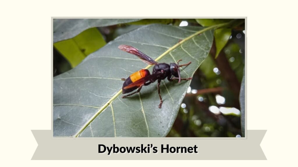 Dybowski’s Hornet