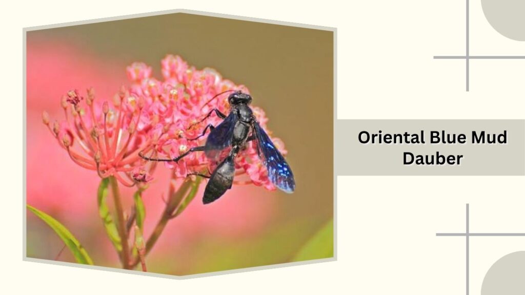 Oriental Blue Mud Dauber