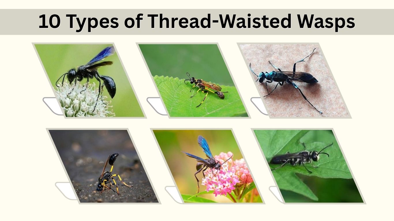 10 Types of Thread-Waisted Wasps: Identification and Facts