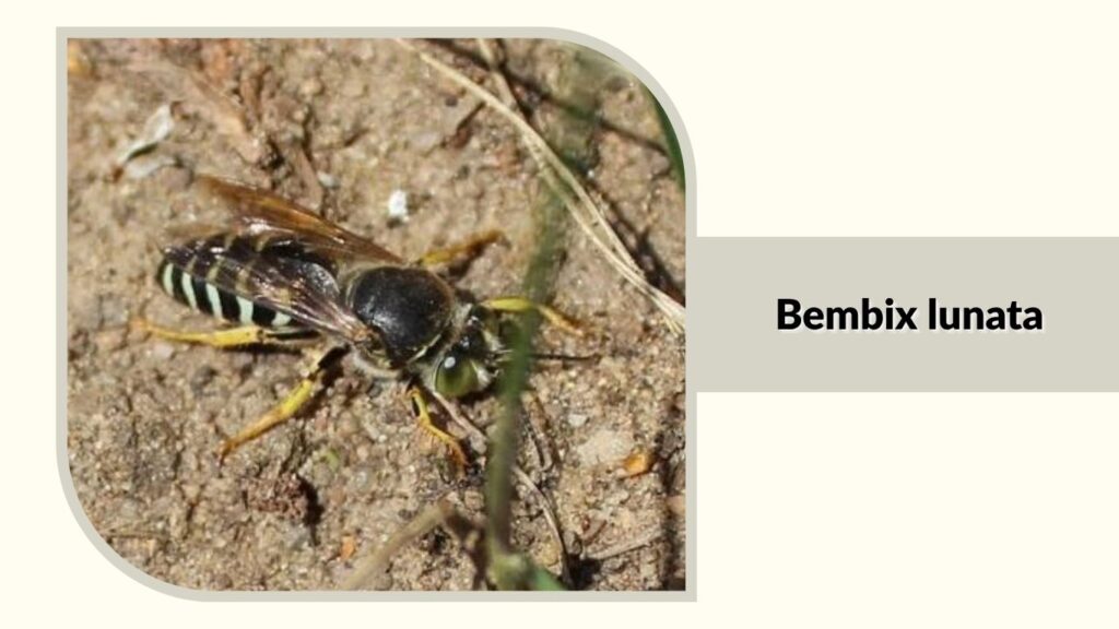Bembix lunata