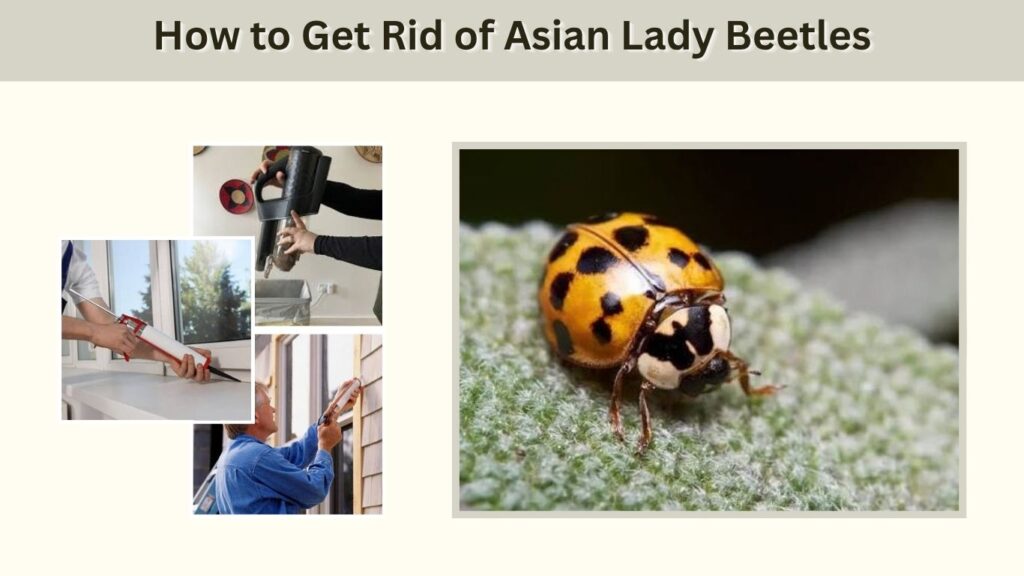 How to Get Rid of Asian Lady Beetles