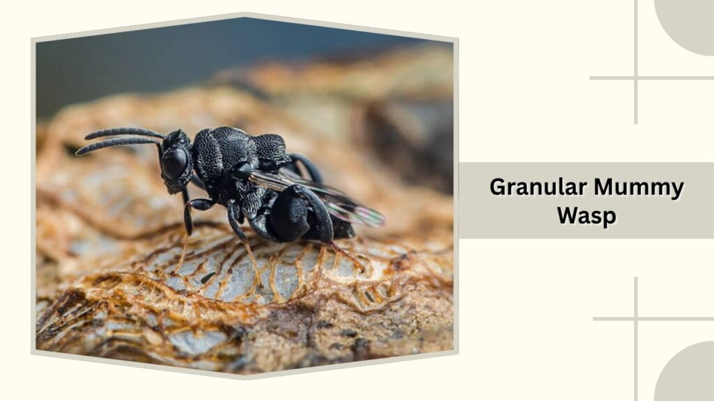 Granular Mummy Wasp