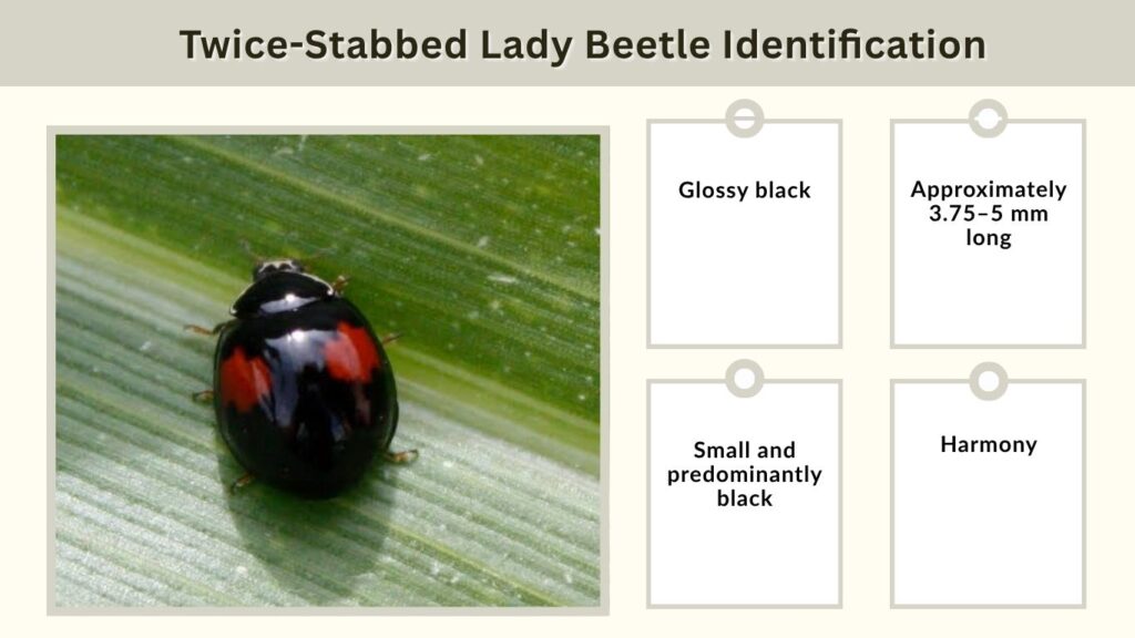Twice-Stabbed Lady Beetle Identification